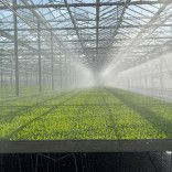 medewerker portret foto